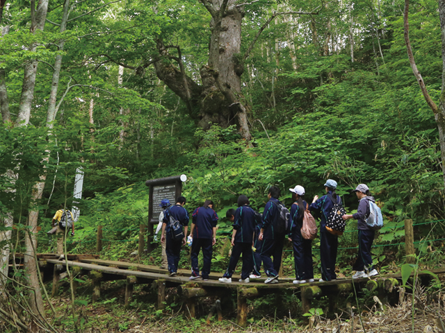 Giant Shinanoki Tree Walk