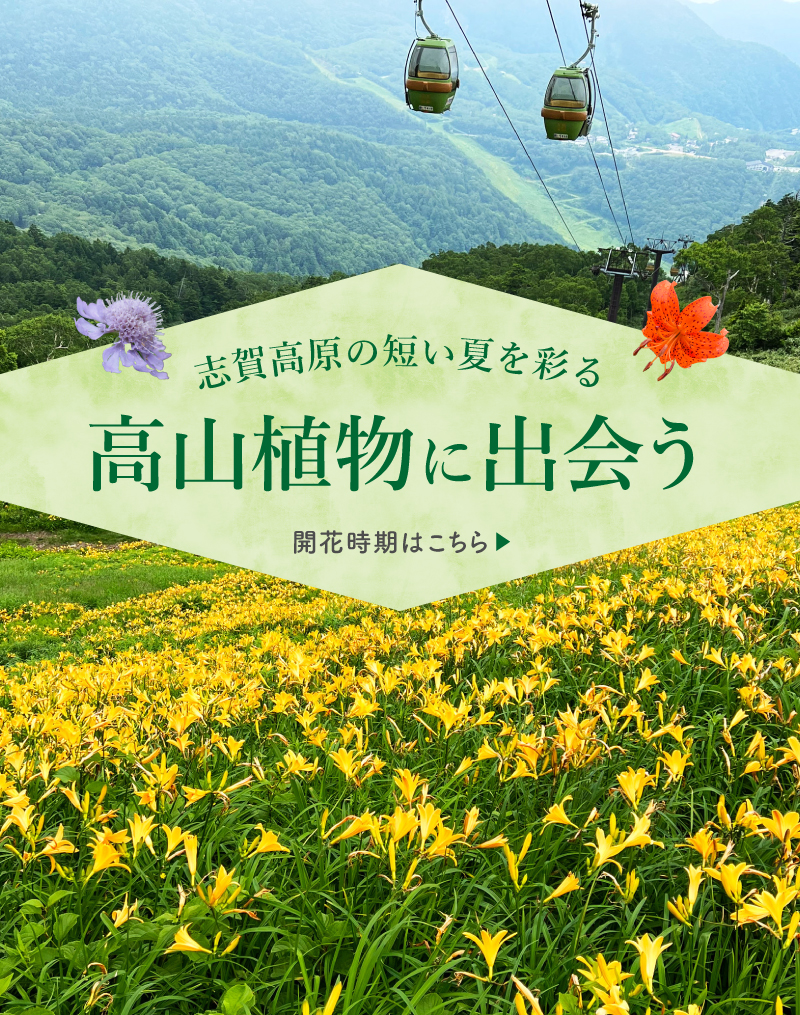 志賀高原 SHIGA KOGEN National Park Official Site
