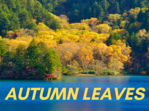 Golden autumn leaves covers Shiga Kogen Mountain Resort